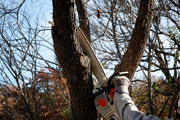 How Our Tree Care Process Works  in  North Tonawanda, NY
